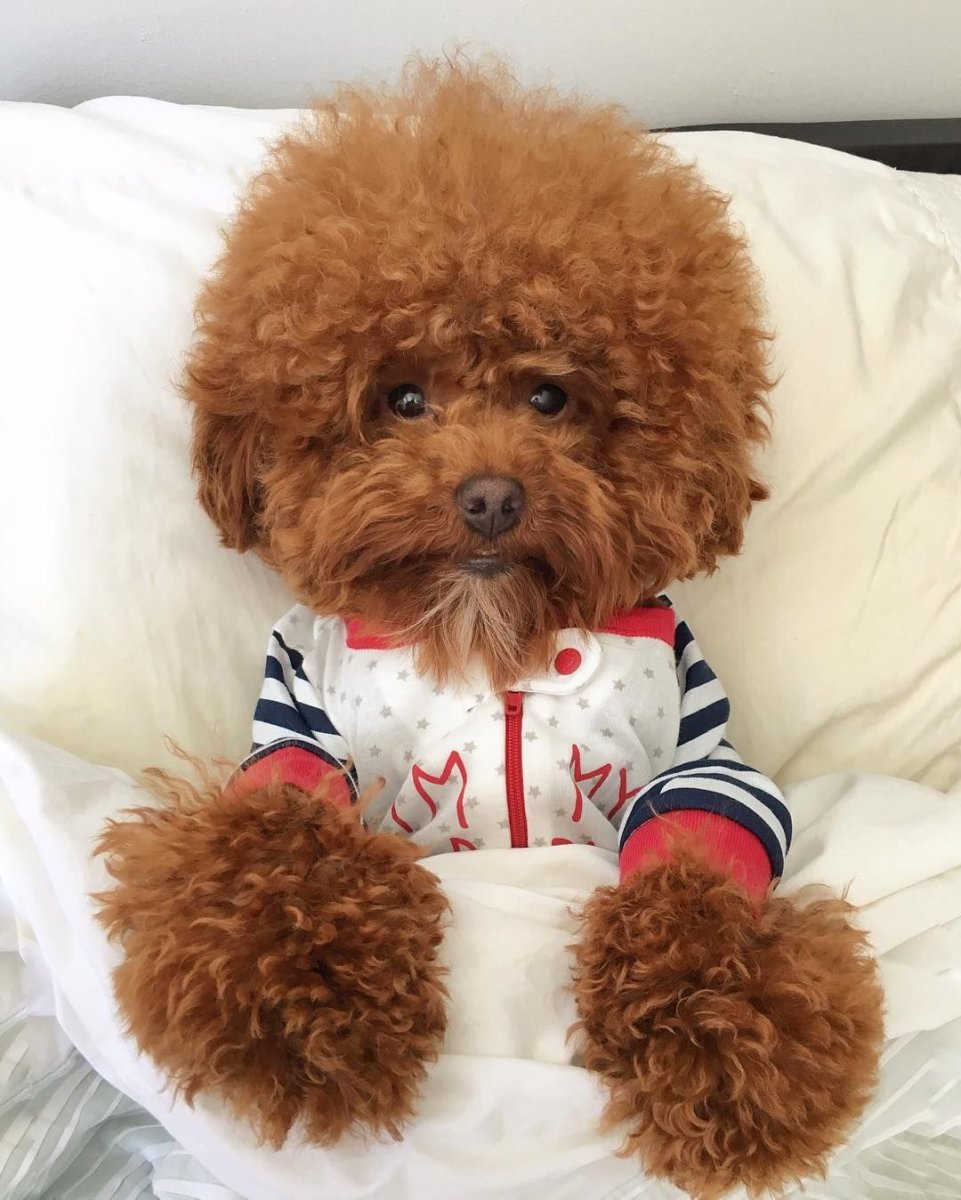 Мальтипу терьер