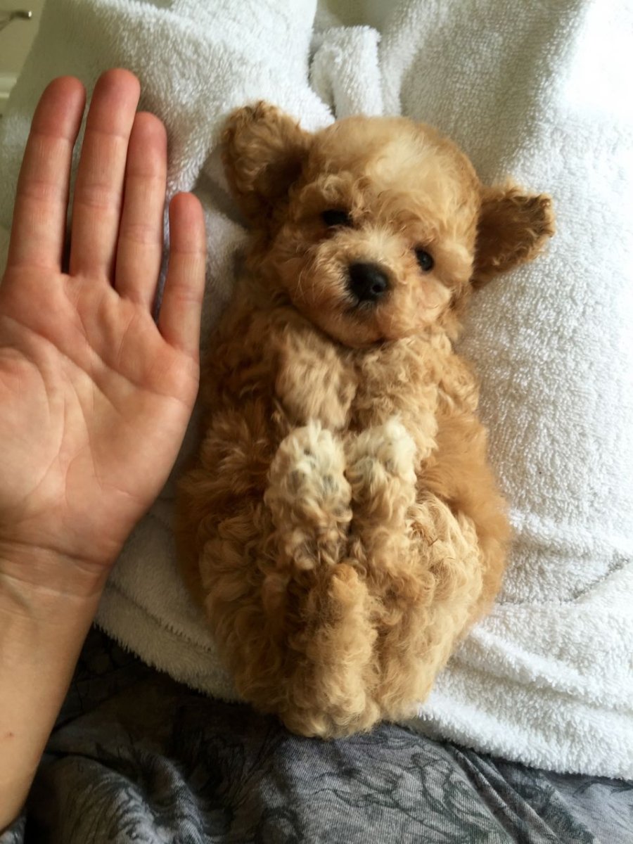 Бишон и мальтипу