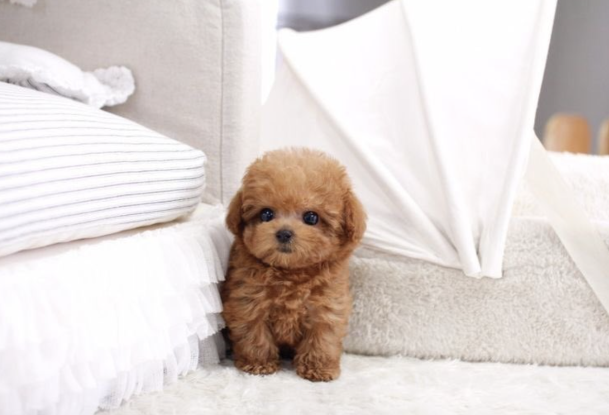 Пудель мальтипу