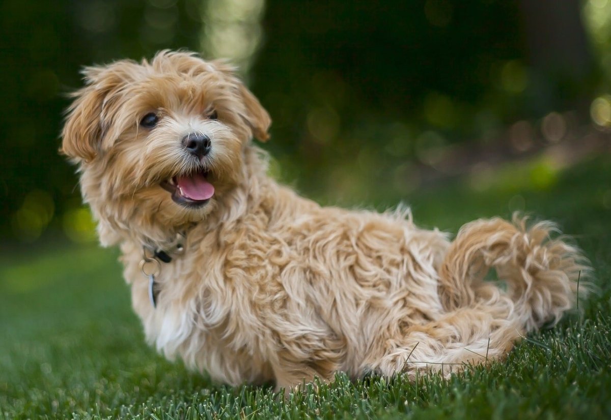 Собаки из пинтереста