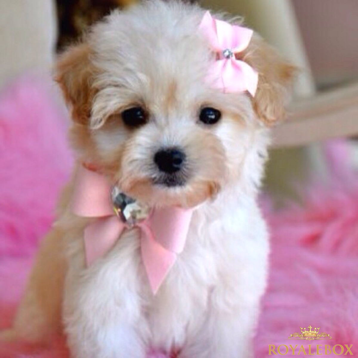 Мальтипу Браун