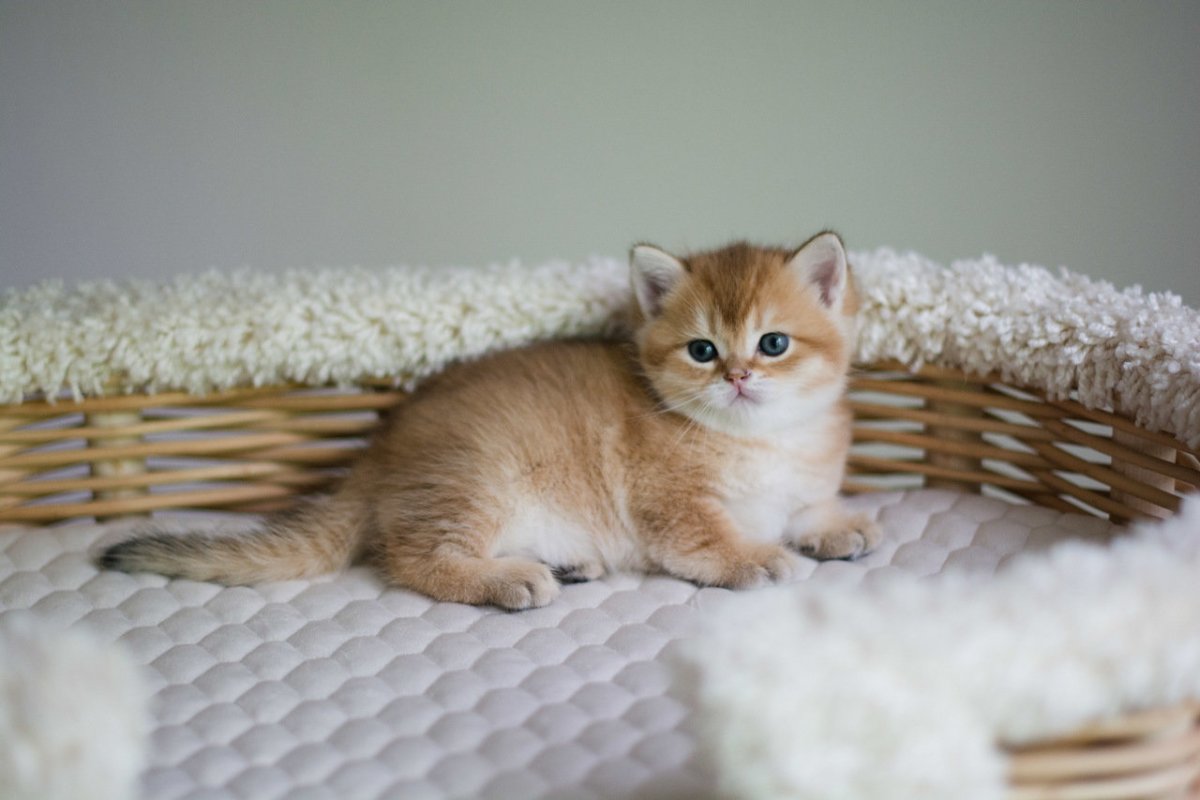 Британская Золотая шиншилла длинношерстная