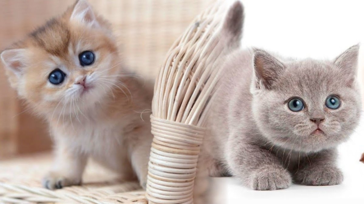 Купить золотую шиншиллу в Санкт Петербурге