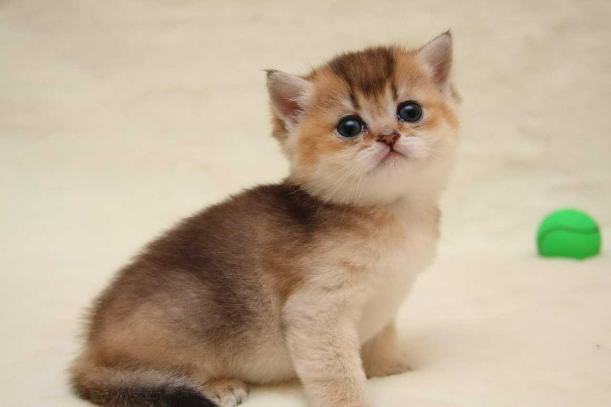 Лапки котят Золотая шиншилла