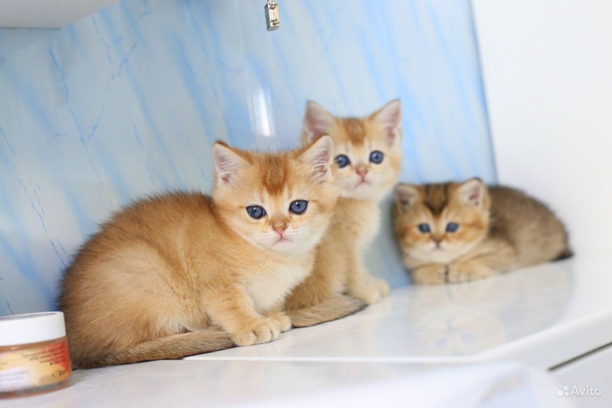 Британская короткошёрстная Золотая шиншилла