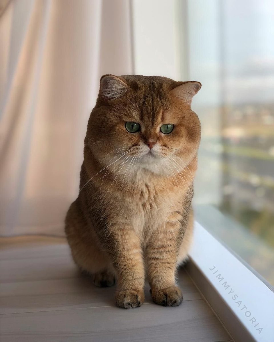 Манчкин Британская шиншилла