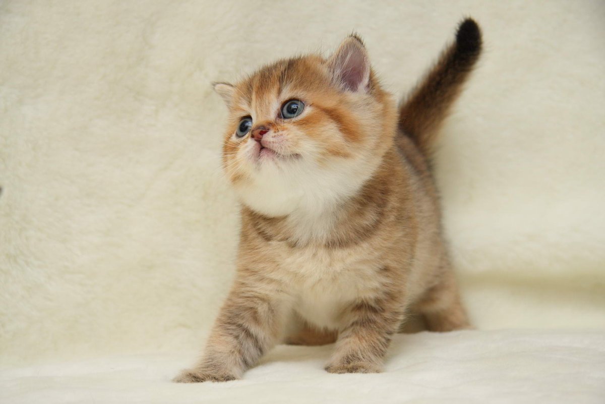 Британская короткошёрстная Золотая шиншилла