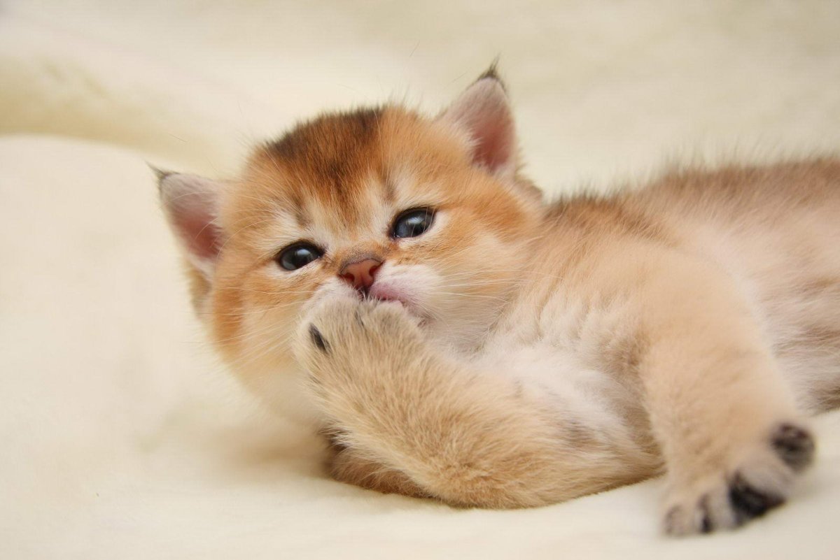 Британская Золотая шиншилла