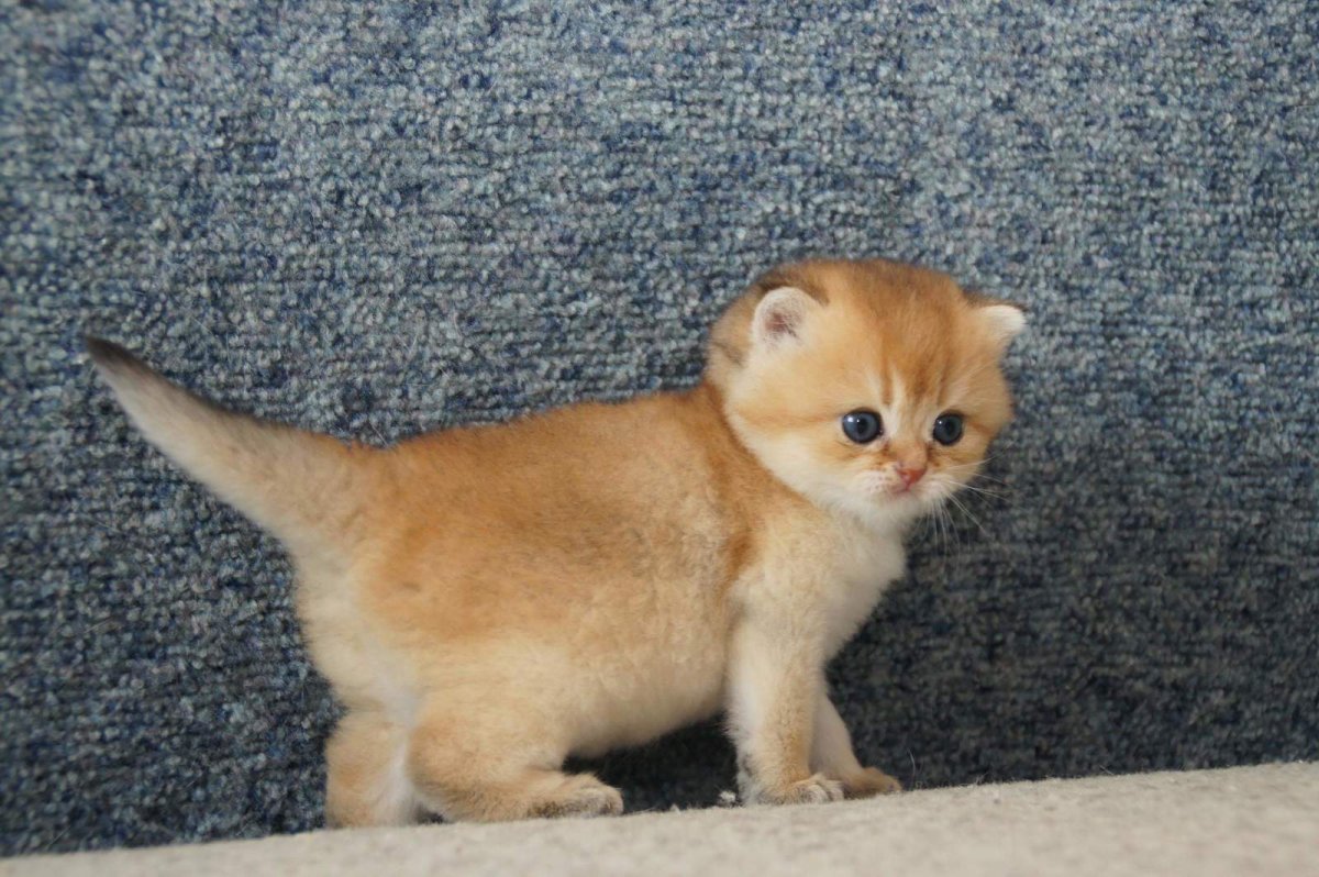 Шотландская прямоухая Золотая шиншилла