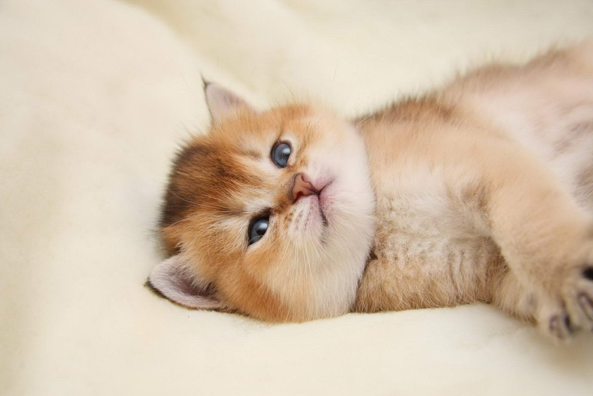 Золотой британец котенок