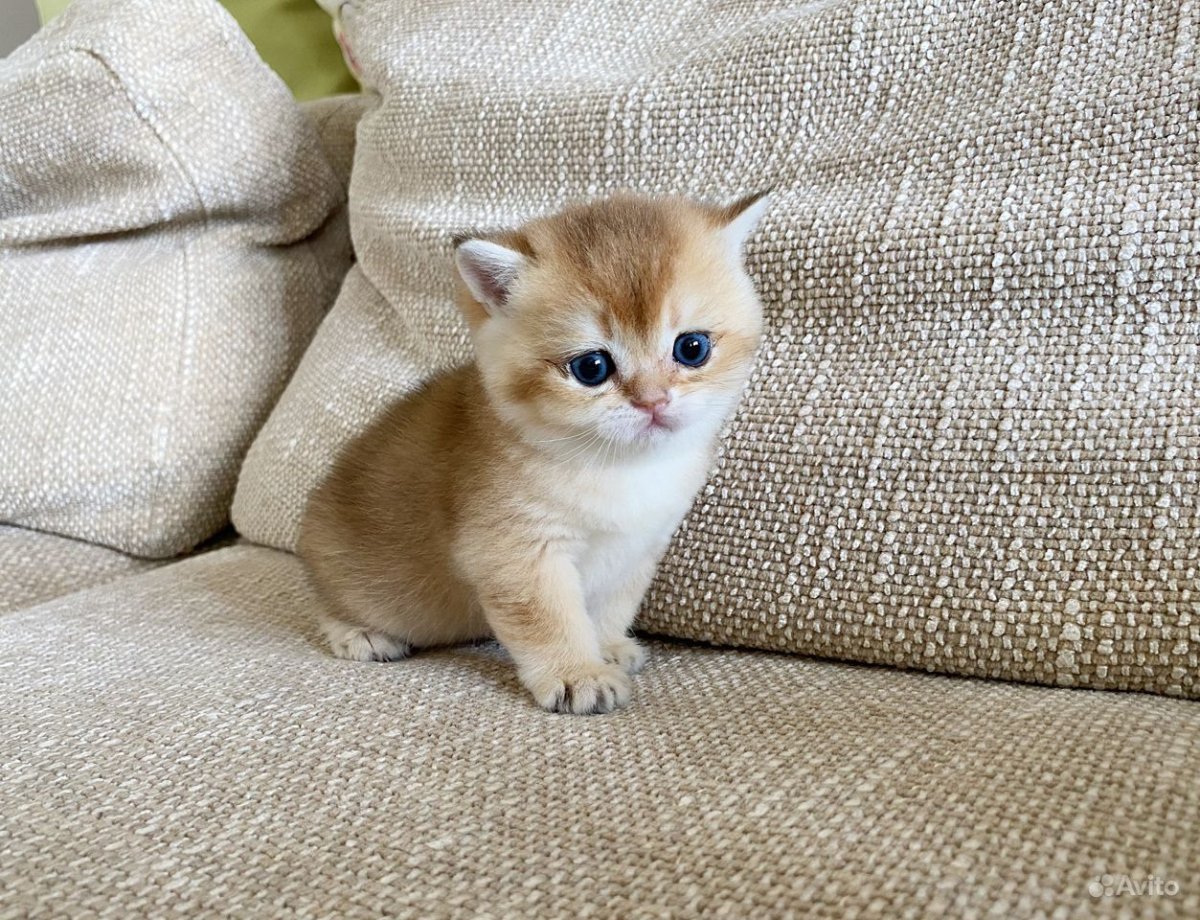 Золотая шиншилла длинношерстная