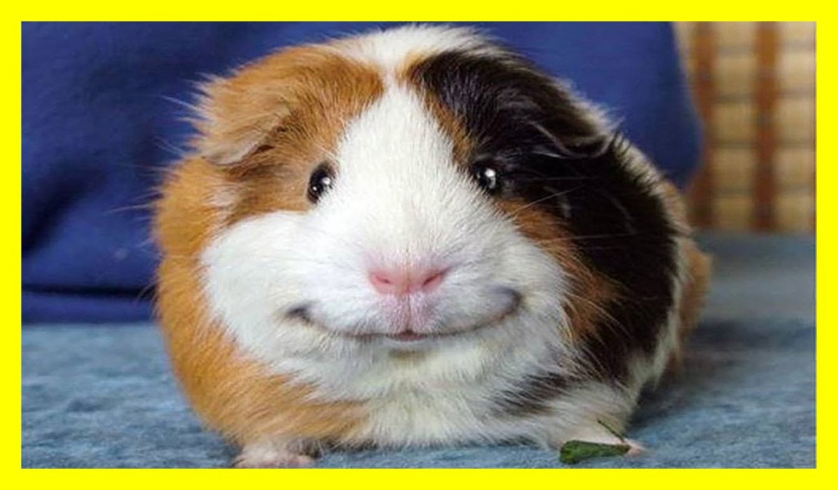 Большая морская Свинка капибара