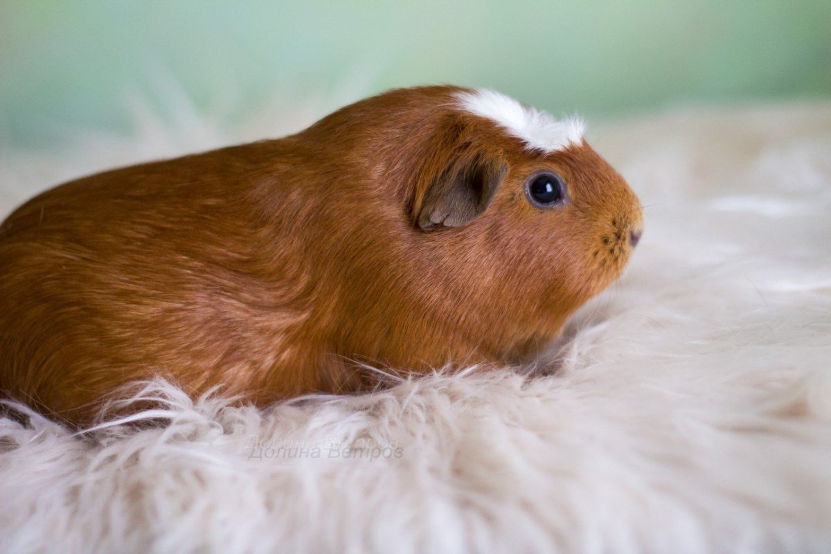 Калифорния крестед морская Свинка