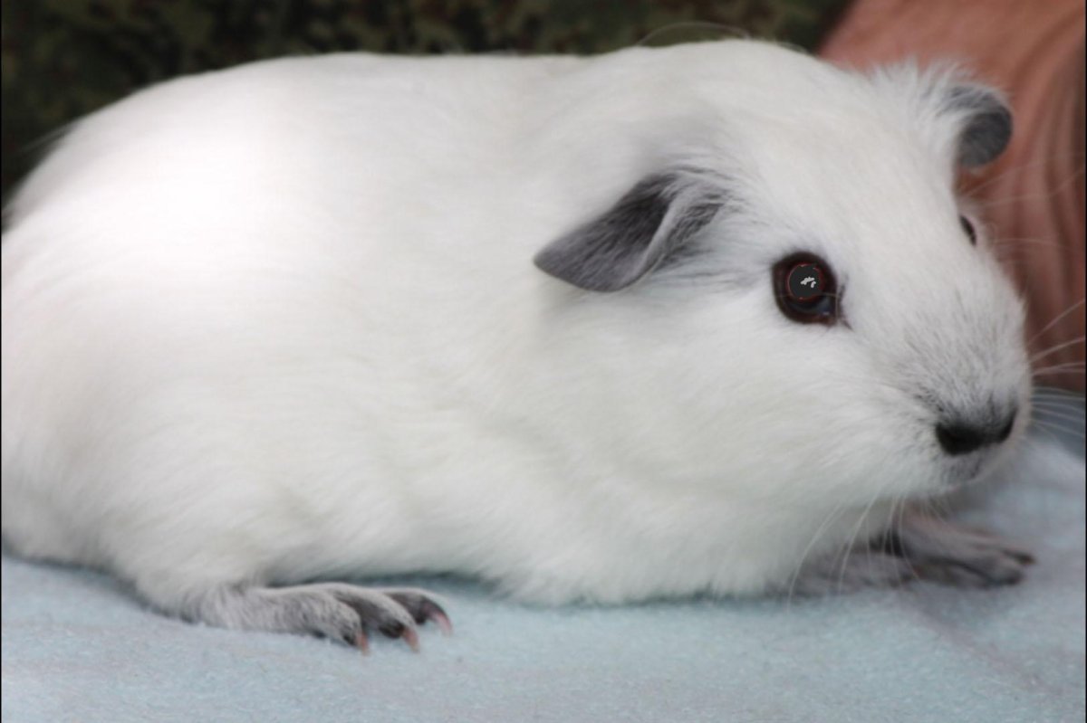 Морская Свинка крестед