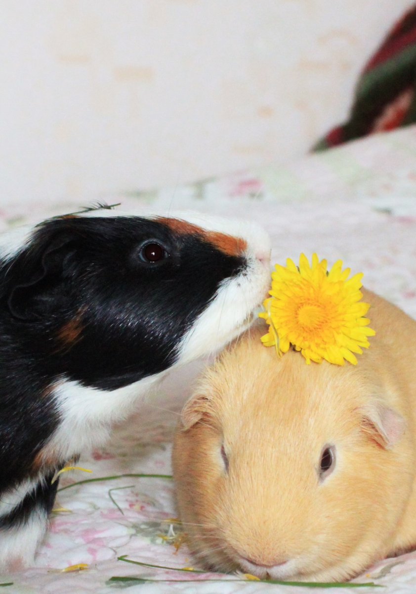 Таблица окрасы джунгарских хомяков