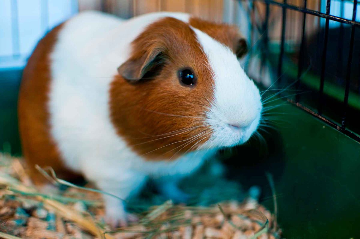 Морская Свинка американский крестед