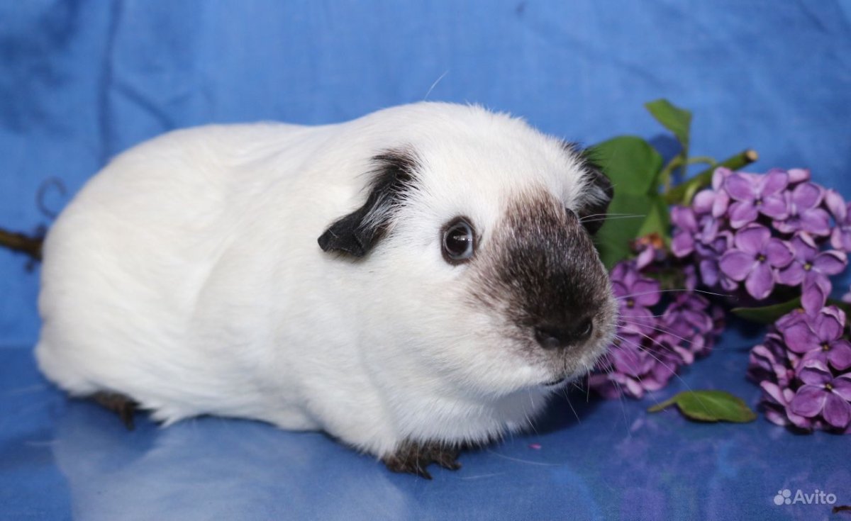 Беременные морские свинки