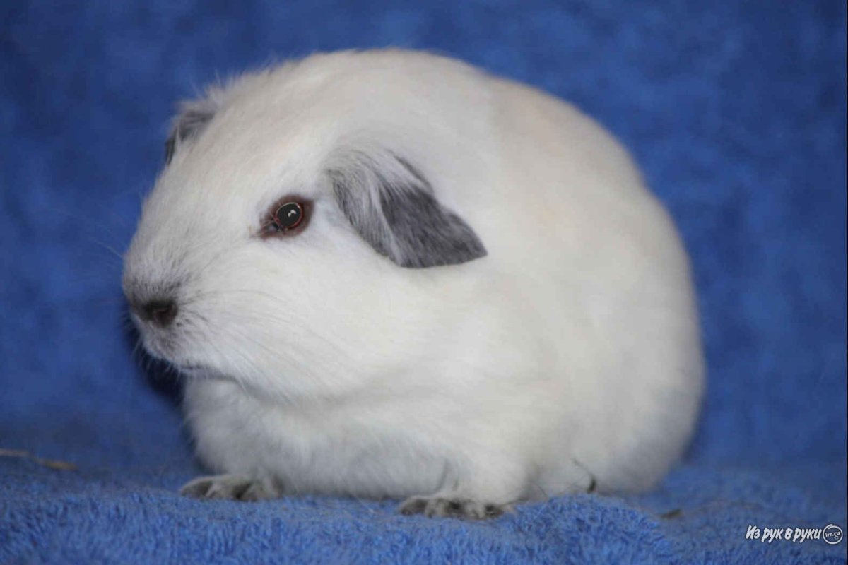 Морская Свинка обыкновенная