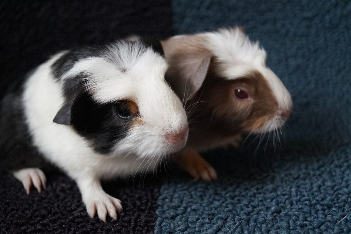 Морские свинки