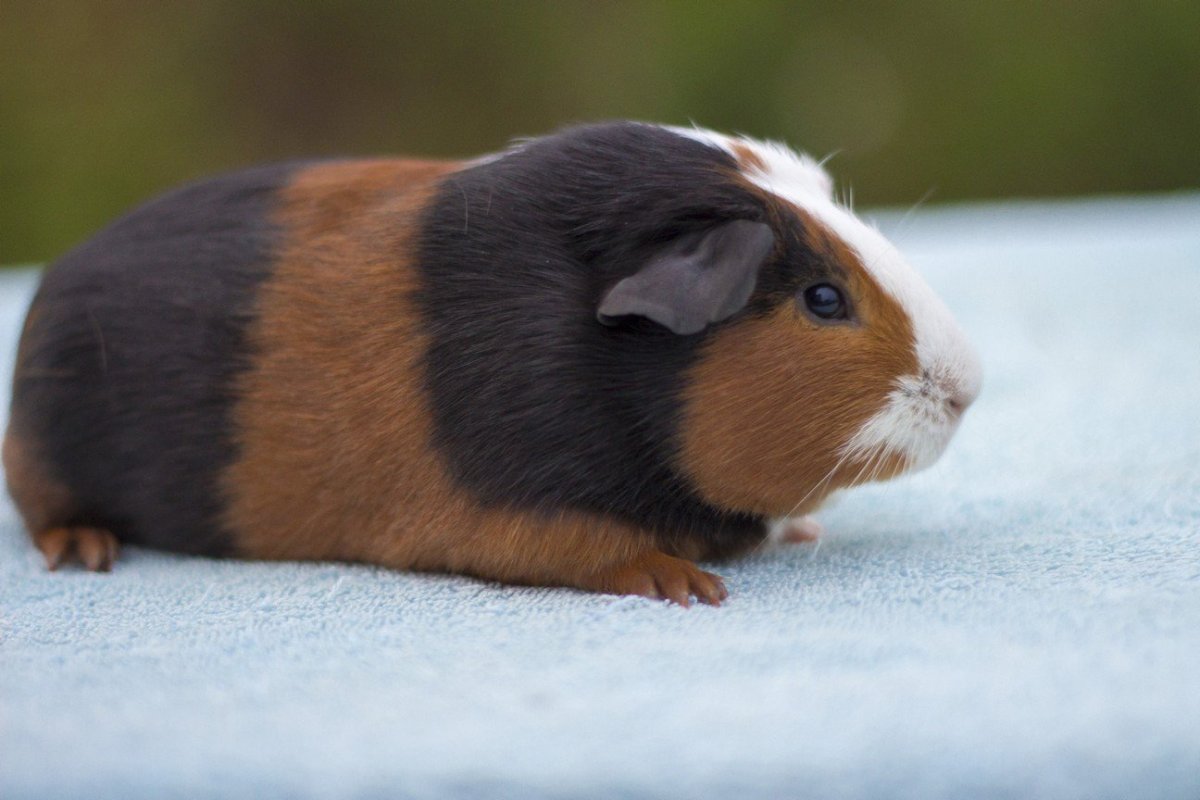 Американская хохлатая морская Свинка