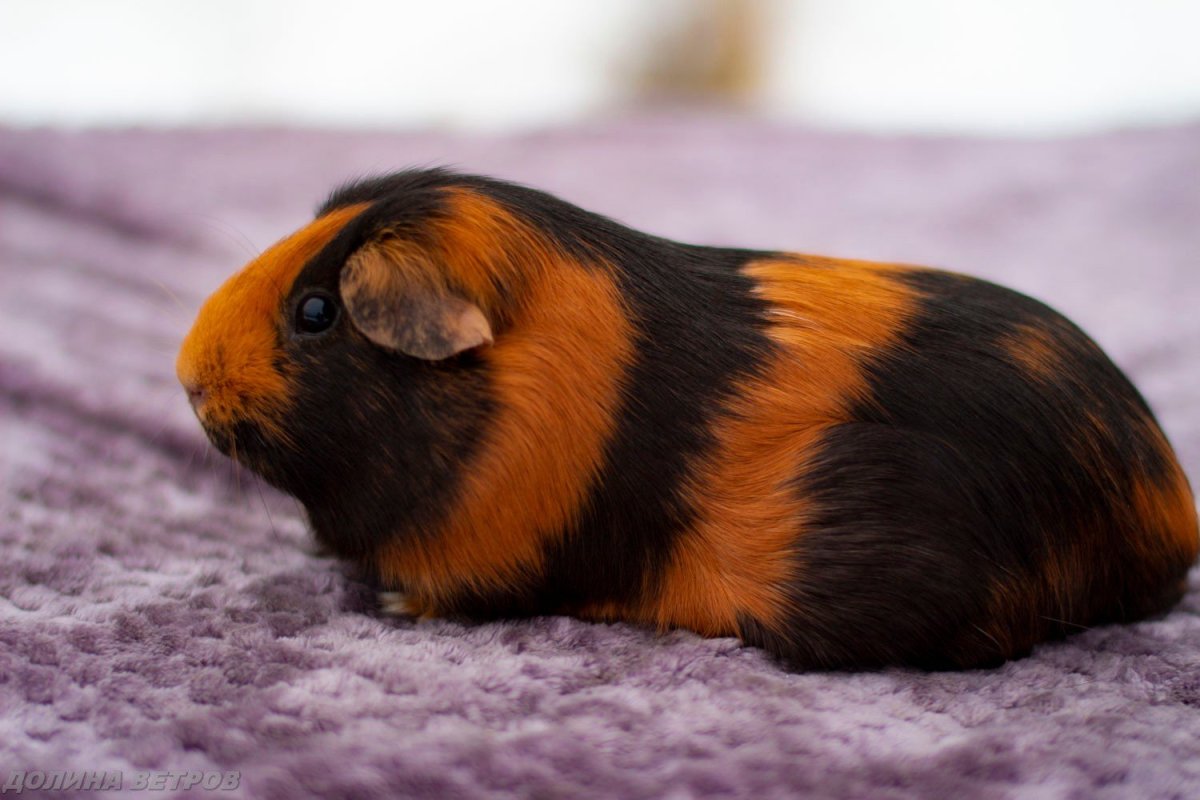 Морская Свинка и Чак Роудс