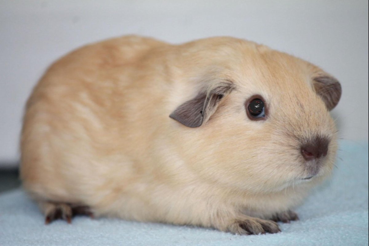 Морская Свинка селф