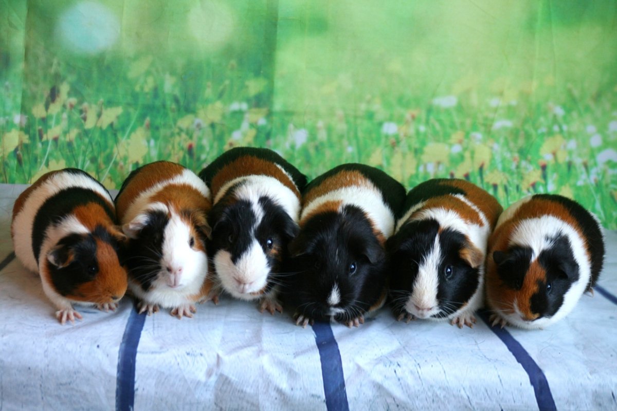 Калифорнийская морская Свинка