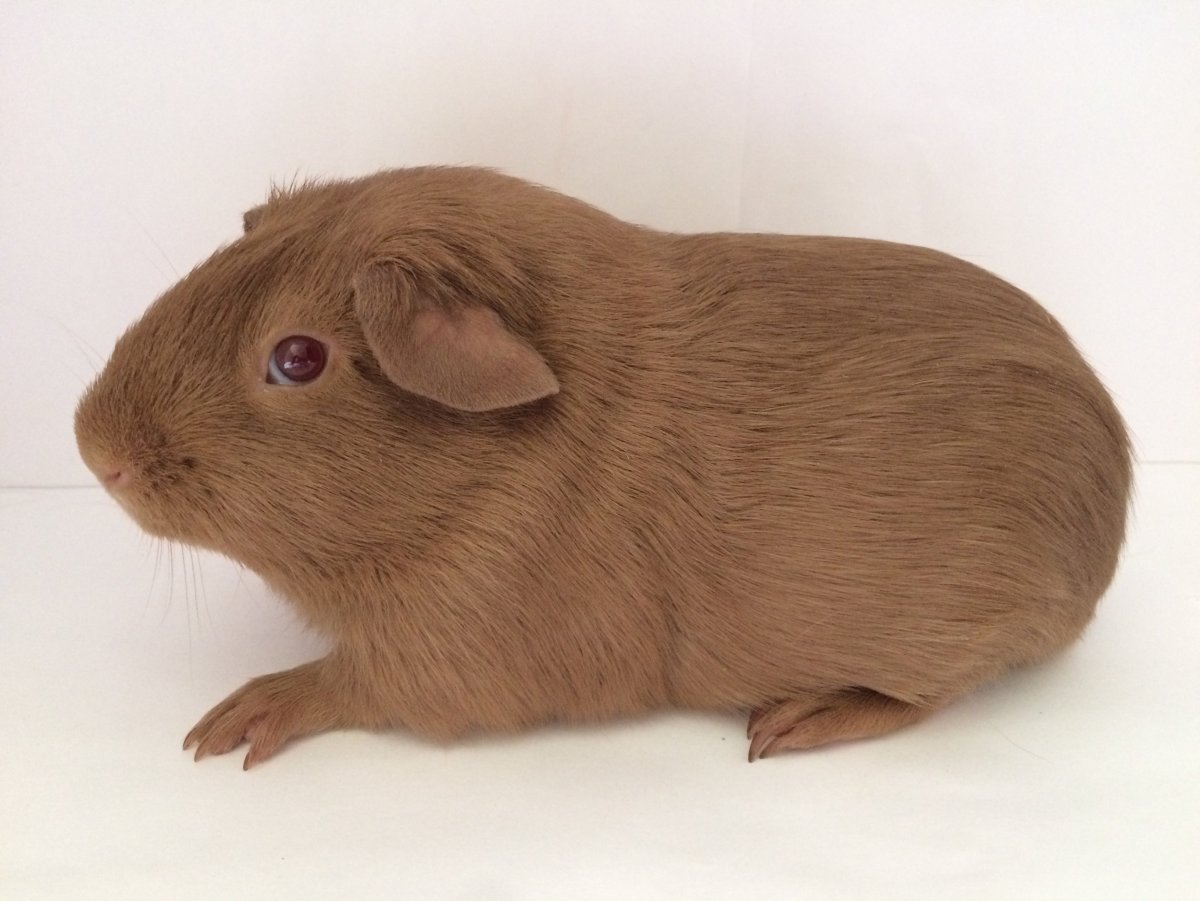 Морская Свинка оффник