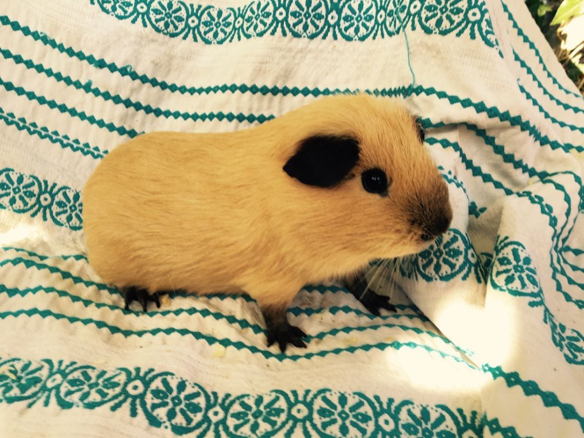 Морская Свинка Тедди Калифорния