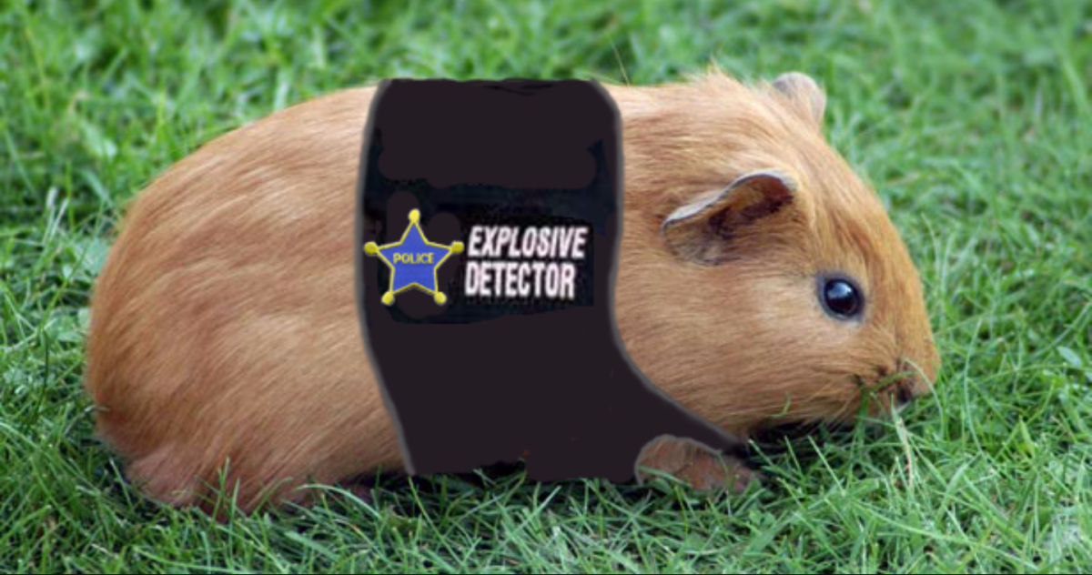 Простая гладкая морская Свинка