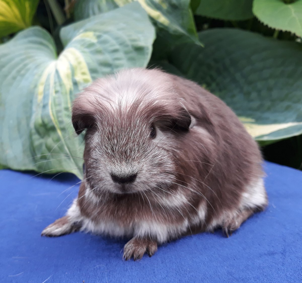 Большие морские свинки капибара