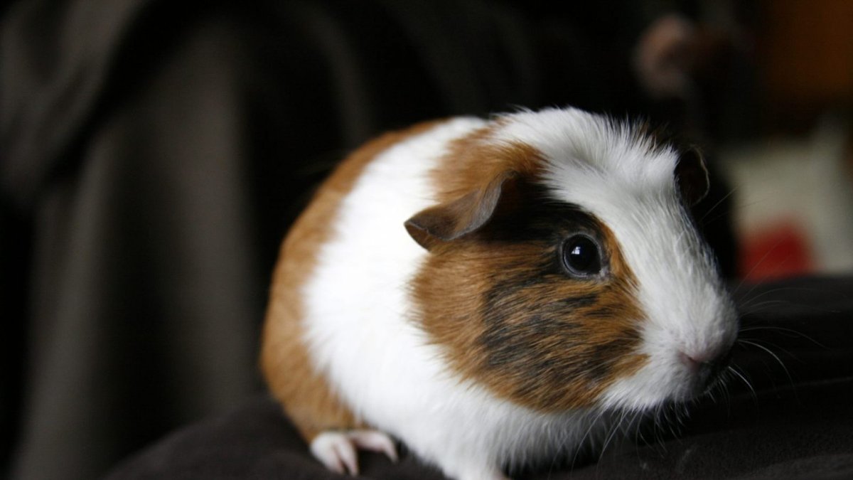 Морская Свинка Калифорния