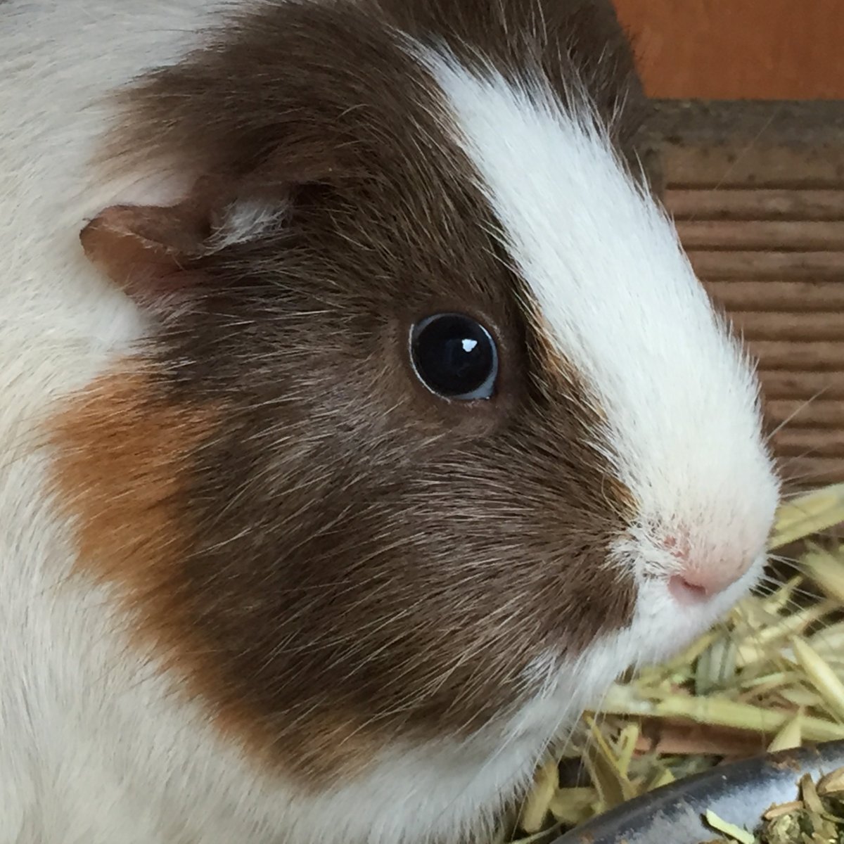 Калифорнийская морская Свинка