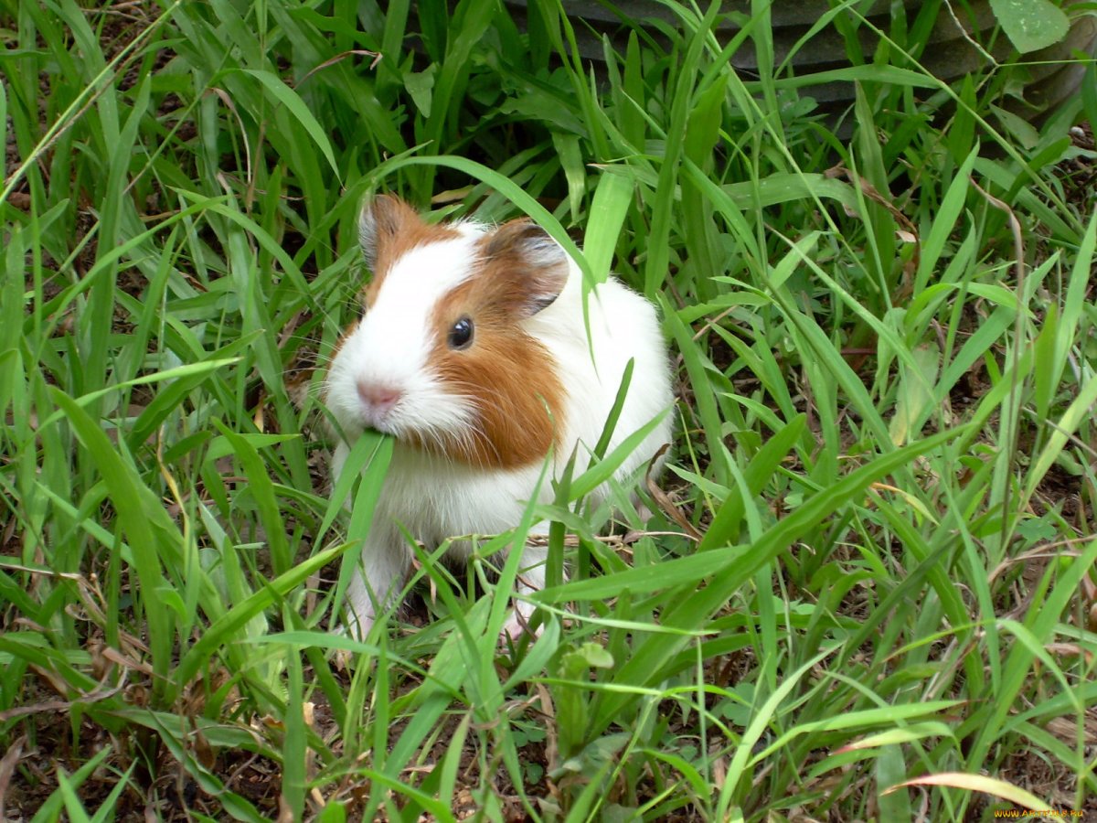 Испуганная морская Свинка