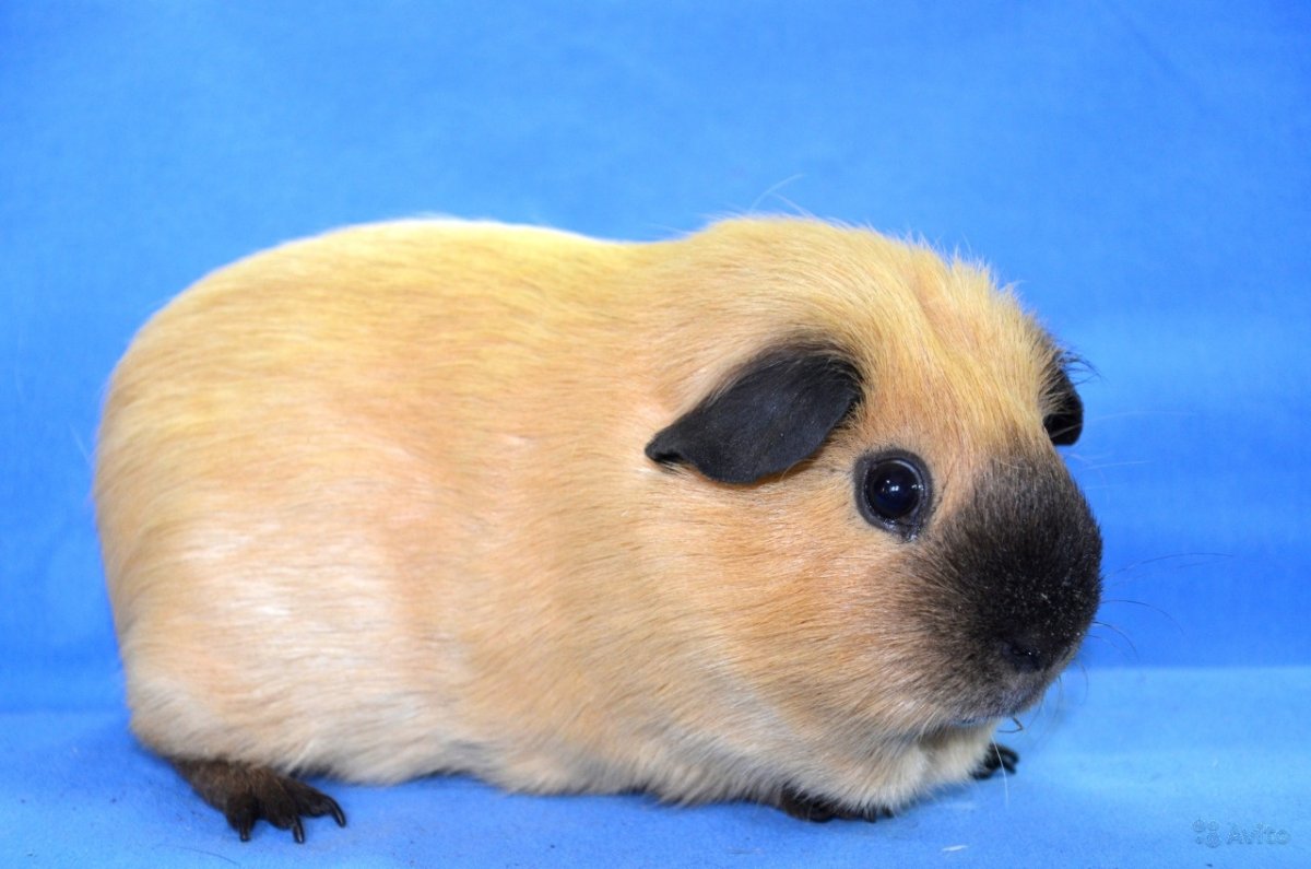 Крутая морская Свинка