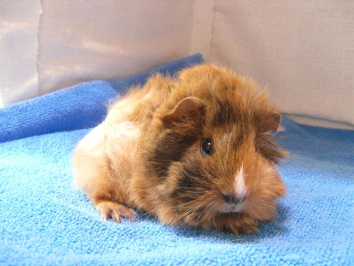 Морская Свинка короткошерстная