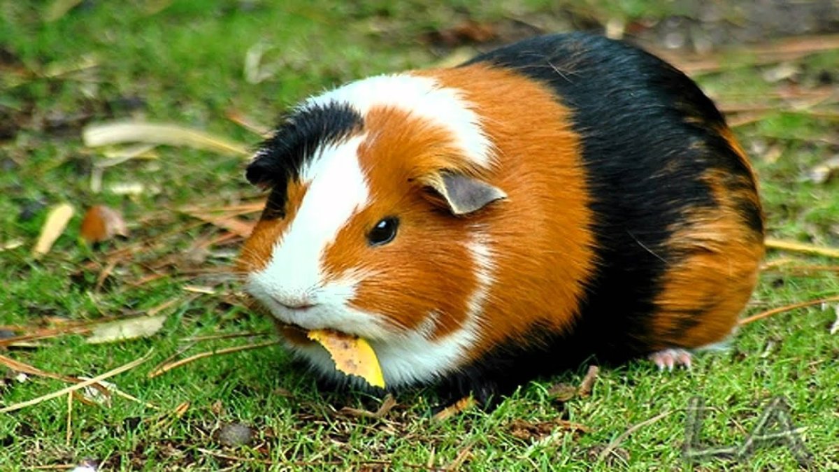 Морская Свинка обыкновенная трехцветная