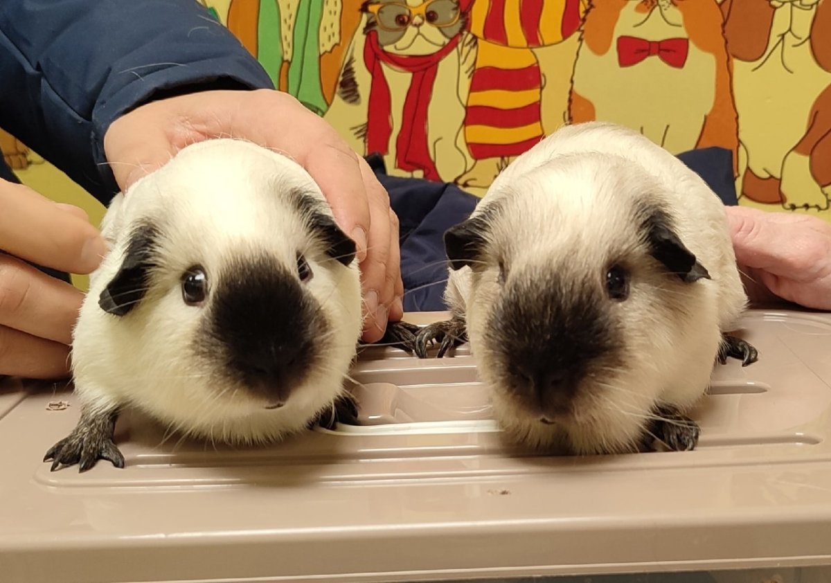 Морская Свинка американский крестед