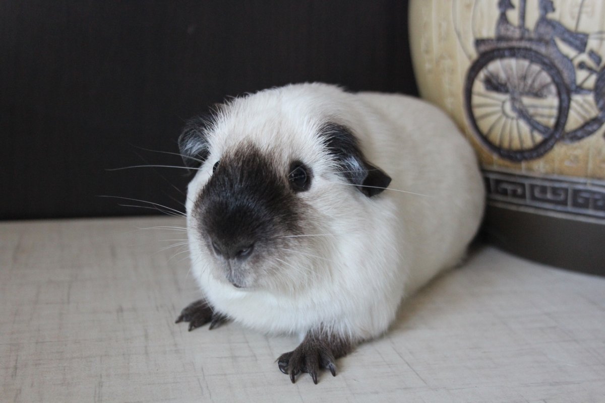 Хохлатая морская Свинка