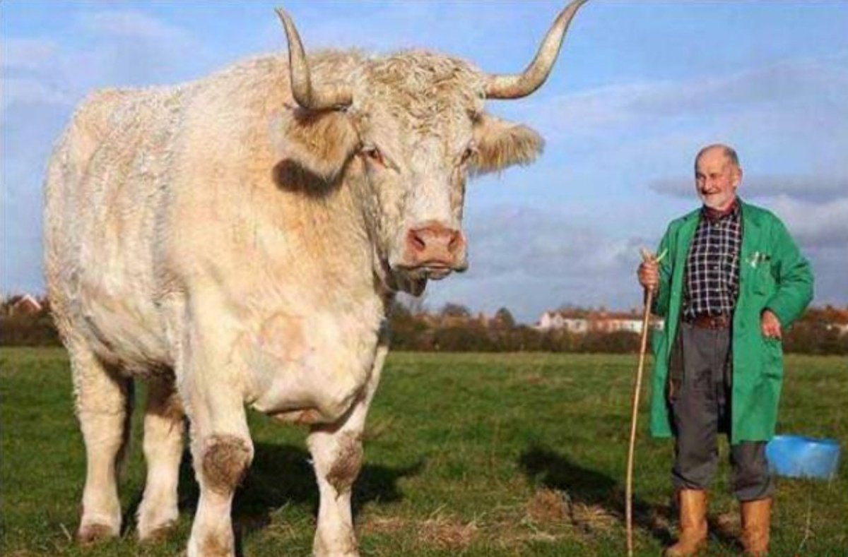 Бык Донетто