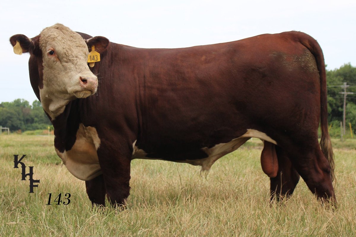 Шароле корова