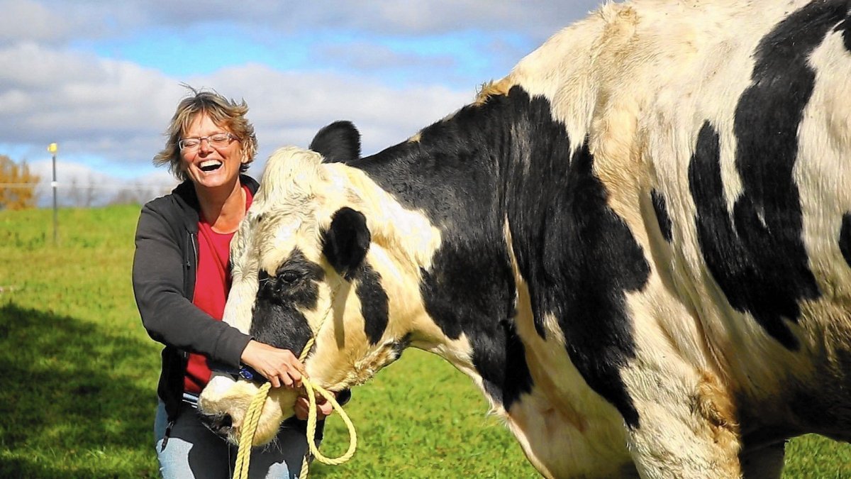 Корова блоссом