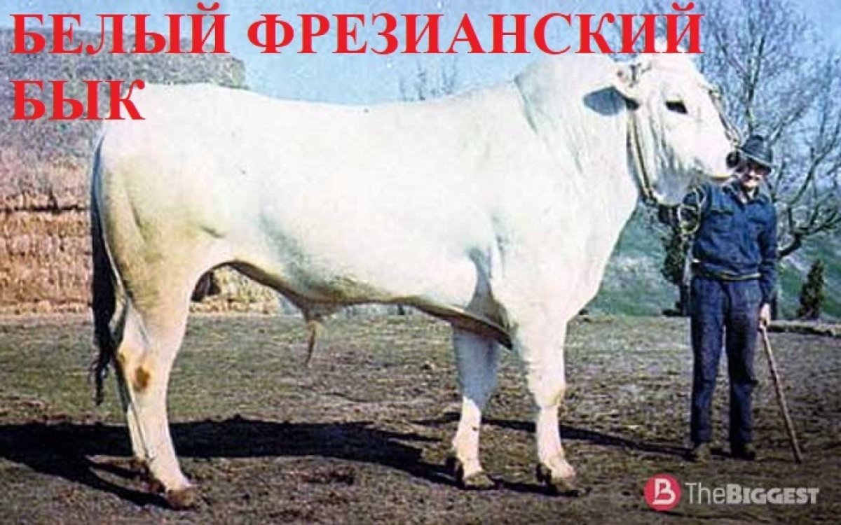 Why do Cows listen to Motsart