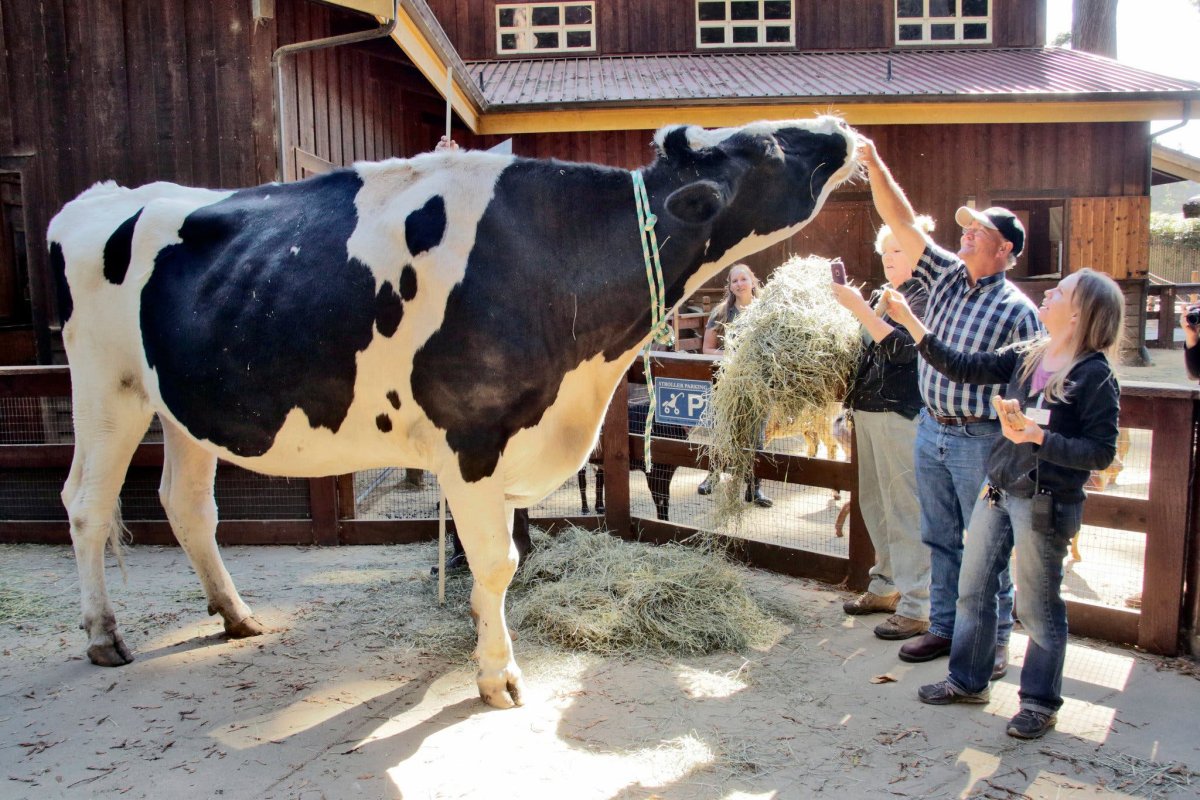 Самая красивая корова в мире