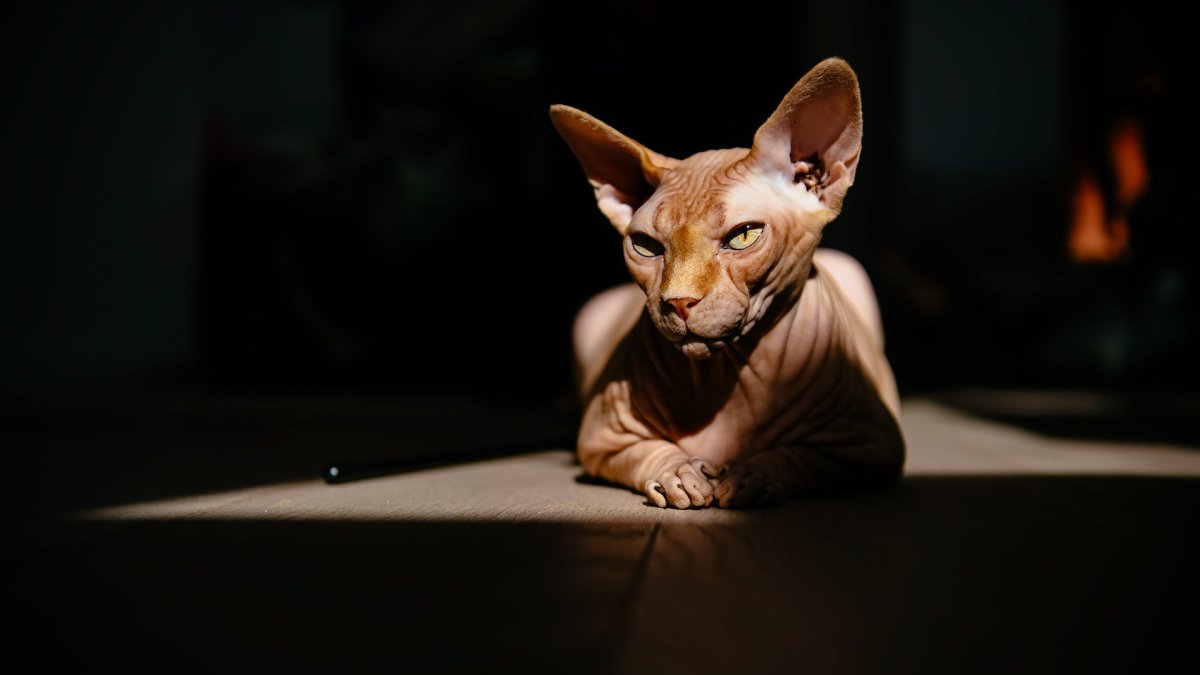 Сфинкс кошка