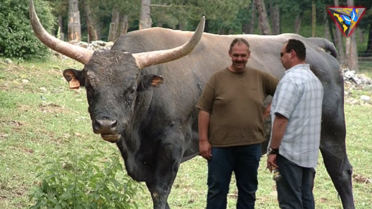 Самый большой бык