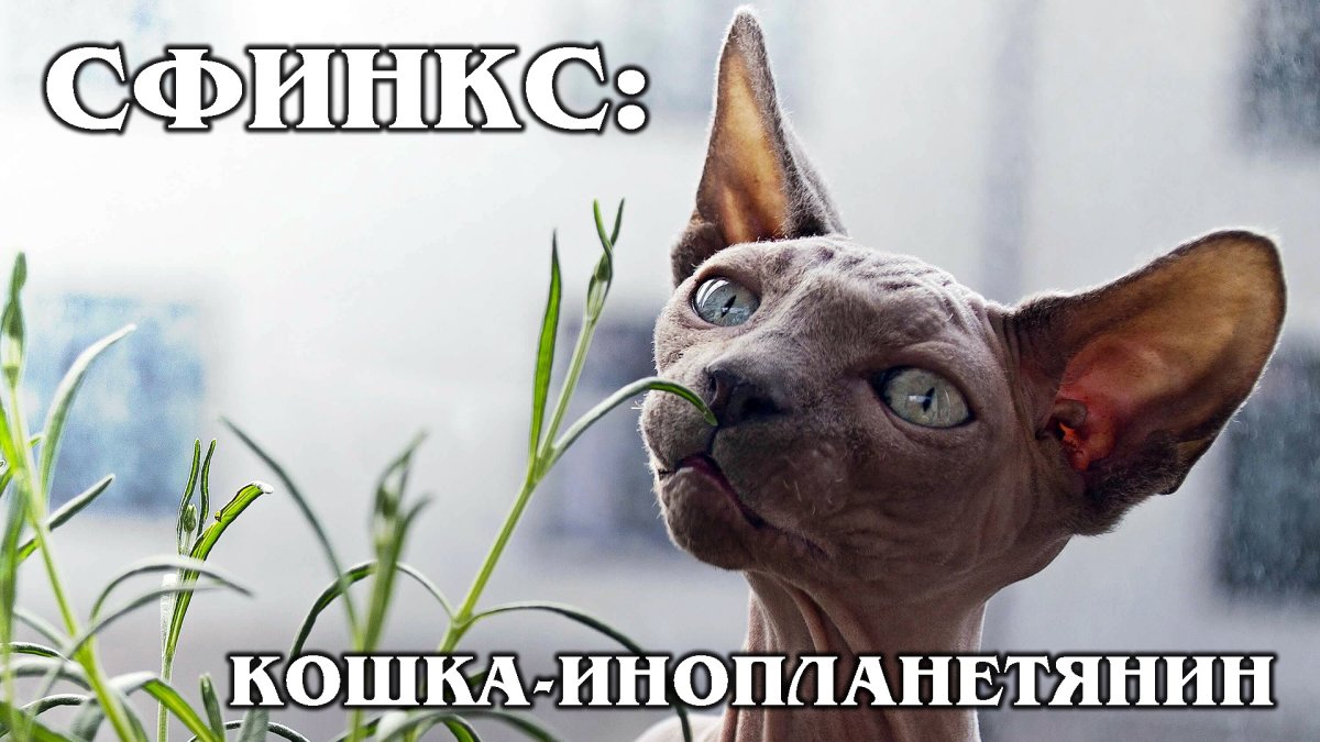 Лысые кошки на рабочий стол