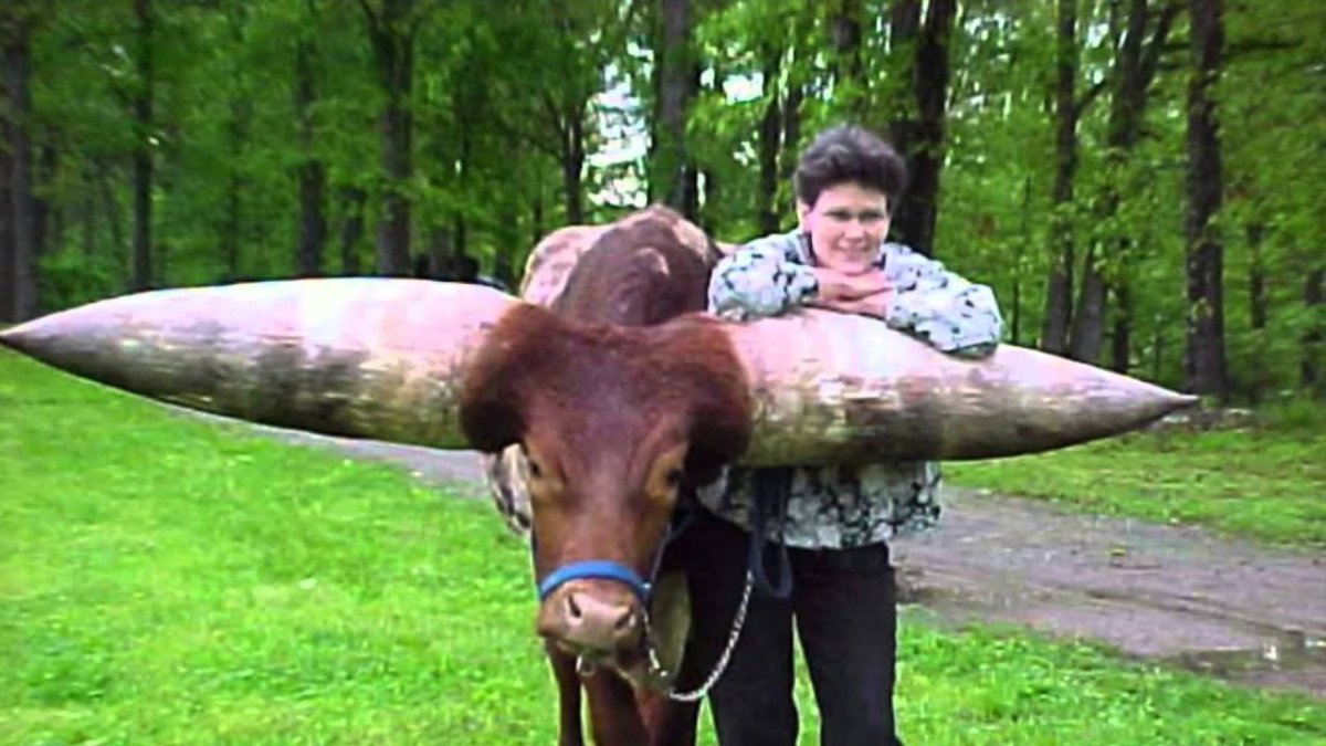 Бык Донетто