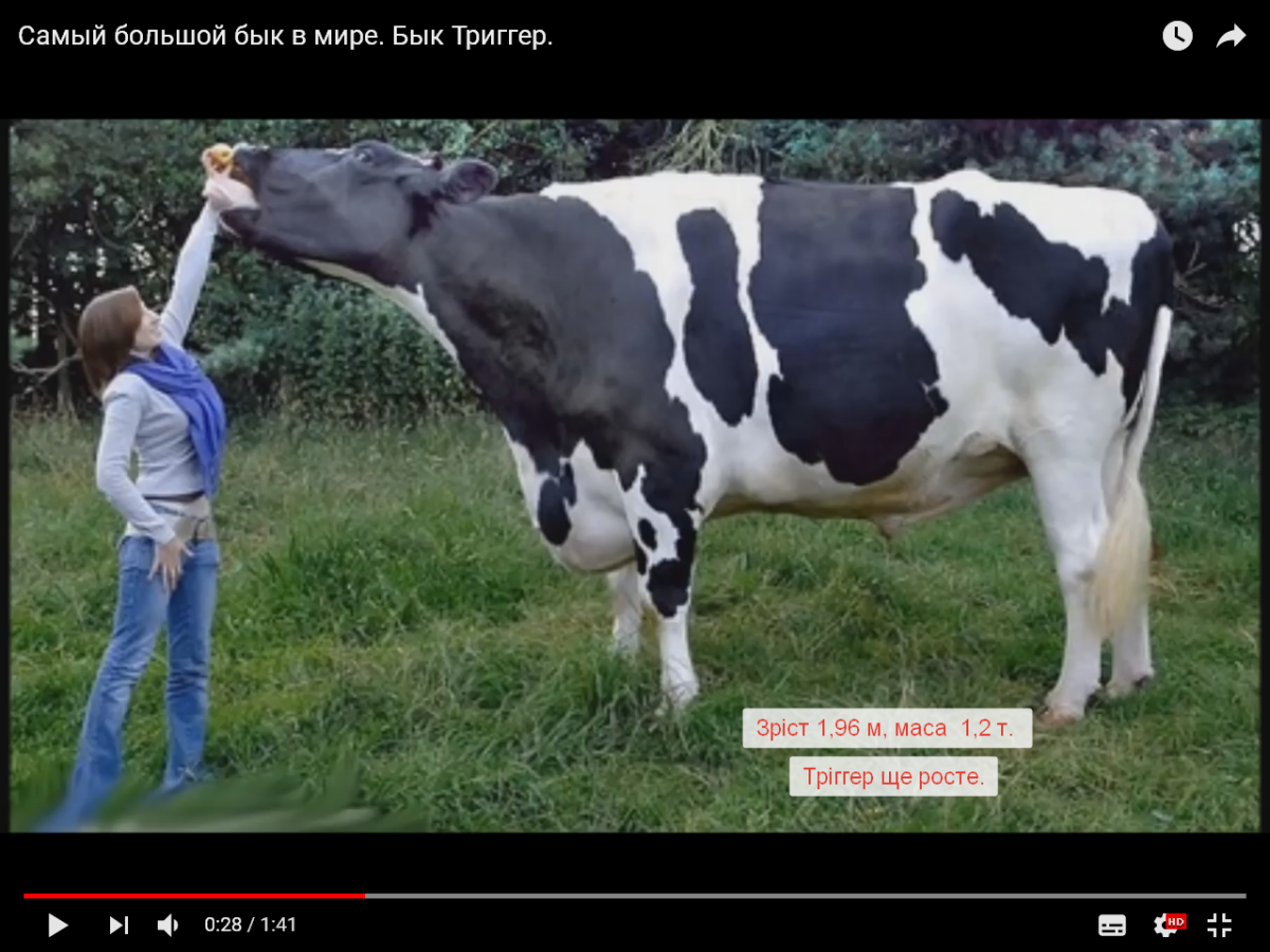 Бык Донетто