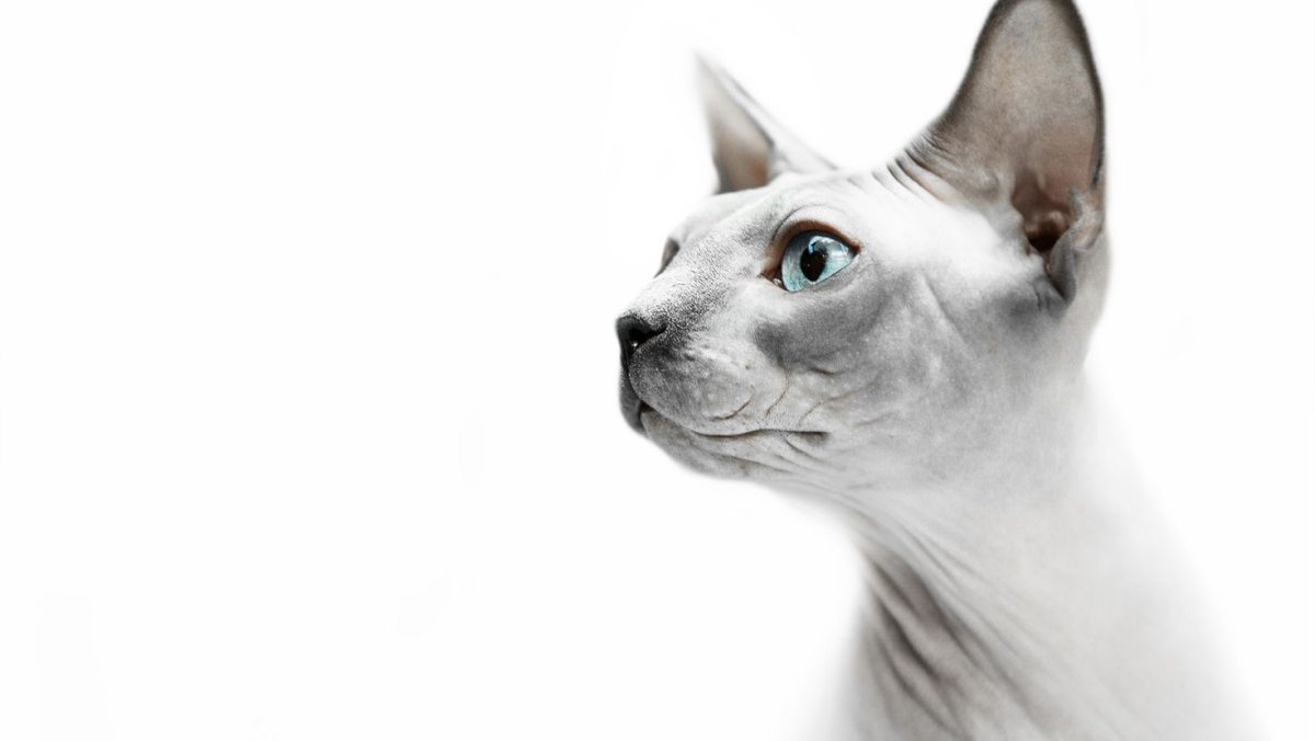 Кошка сфинкс в профиль